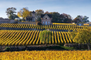 Produtores de vinho da França enfrentam pior devastação climática em 30 anos