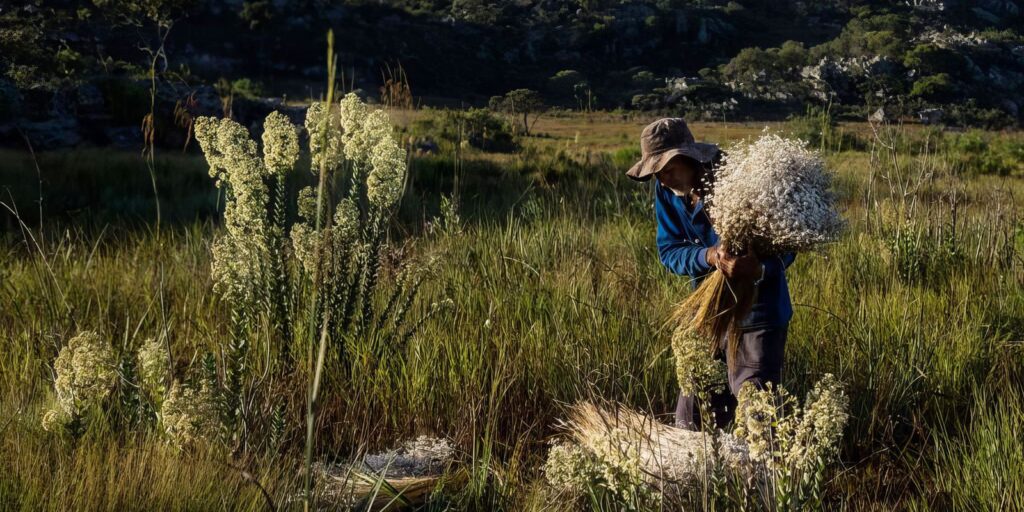 Sempre-vivas: Minas reconhece agricultura tradicional como patrimônio