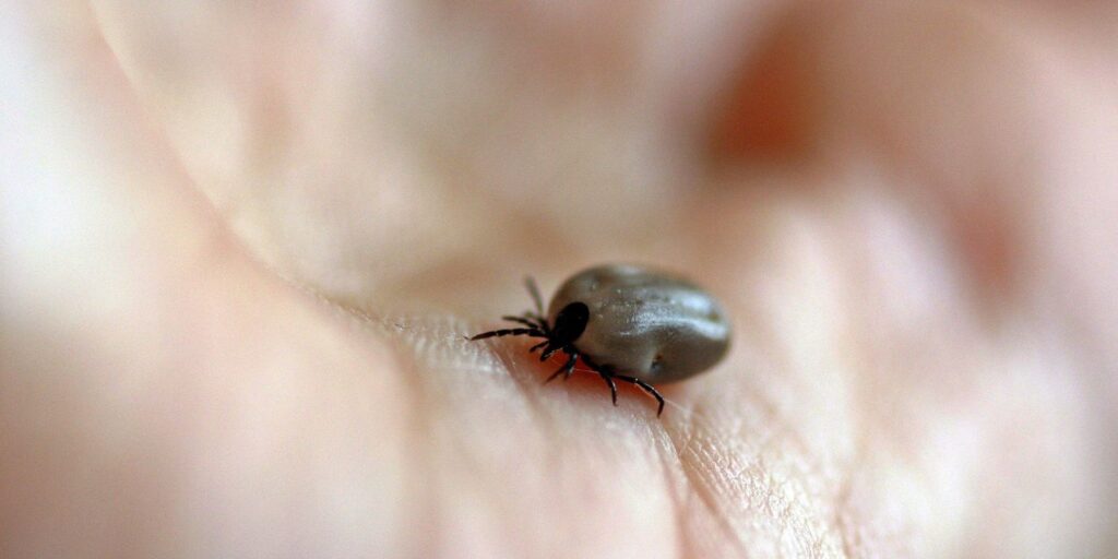 SP confirma dois novos casos de febre maculosa no estado