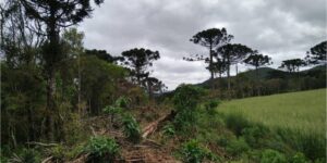 Ações ambientais ajudam na recuperação de 254 hectares de florestas