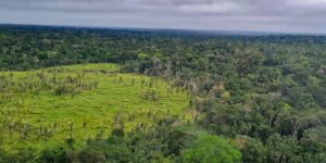 Perda de florestas tropicais primárias aumentou 15% no Brasil em 2022