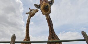 Morre quarta girafa importada ilegalmente da África do Sul