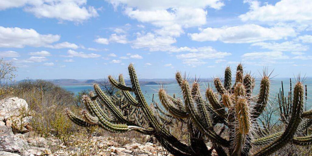 Mudanças climáticas podem gerar perda de espécies na Caatinga