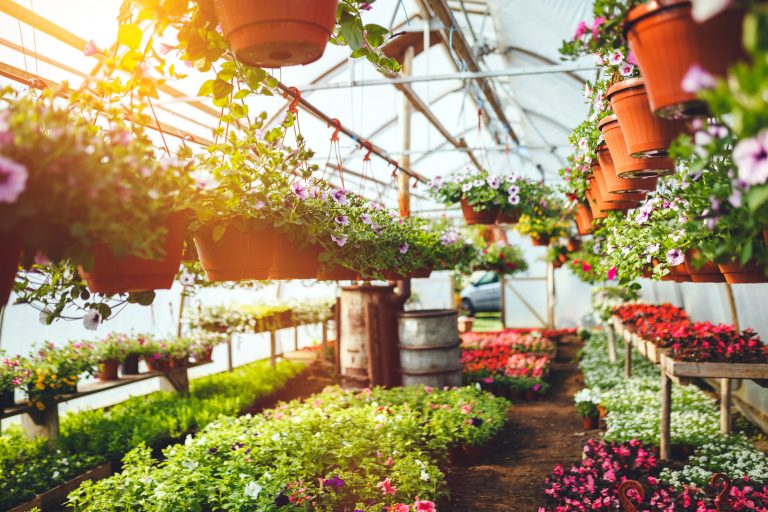 Nova lei cria incentivo à cultura de flores e de plantas ornamentais de qualidade – Notícias