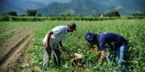 Agricultura familiar é 8ª maior produtora de alimentos do mundo