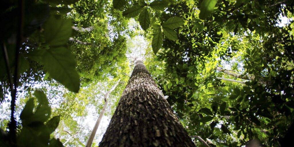 Ecóloga paraense defende fortalecimento de comunidades da Amazônia