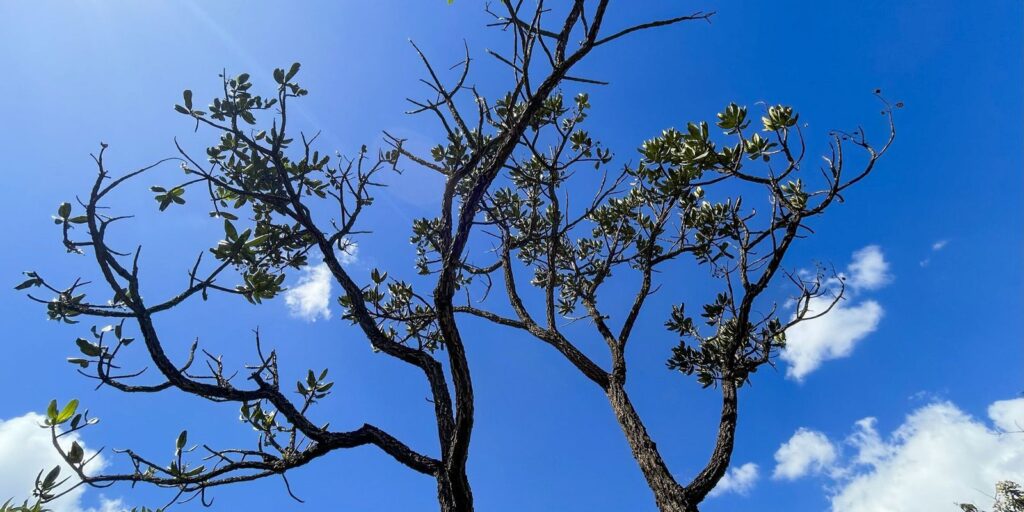 Alertas de desmatamento batem recorde no Cerrado