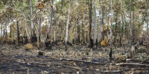 Combate ao desmatamento no Cerrado exige plano específico, alerta WWF