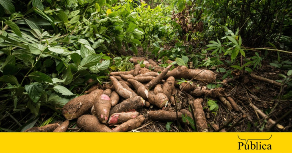 Base alimentar dos indígenas do Oiapoque, mandioca é ameaçada por pragas no Amapá