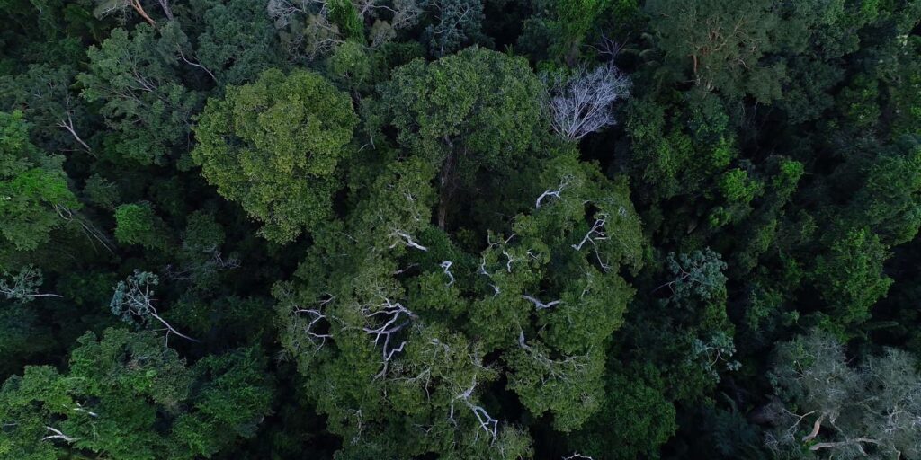 Belém sedia Diálogos Amazônicos a partir desta sexta-feira