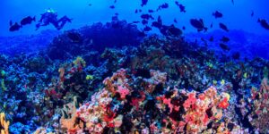 Colinas coralinas na costa capixaba abrigam grande biodiversidade