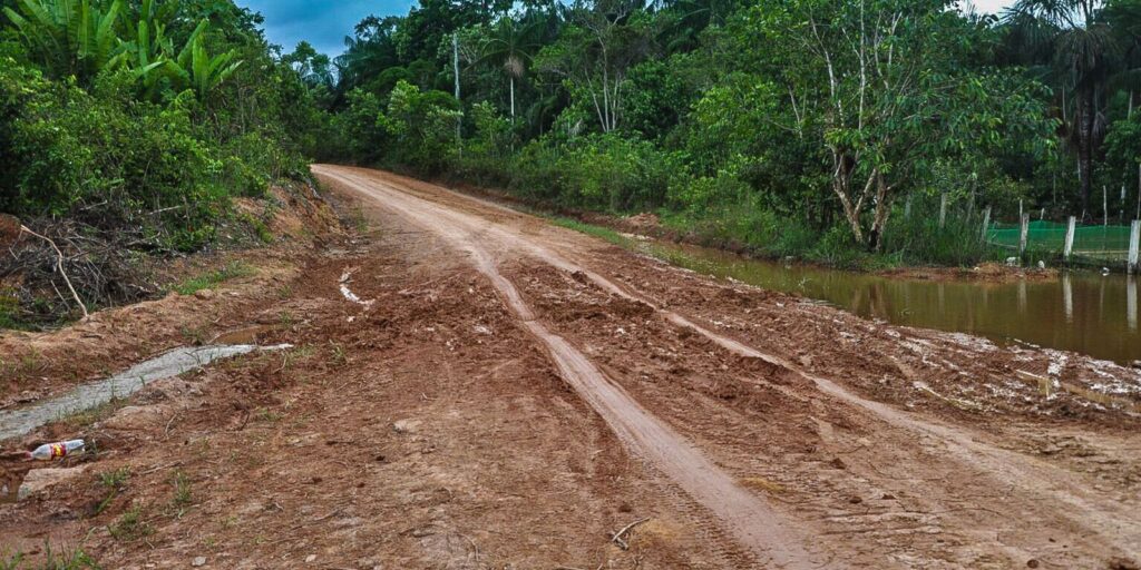 Ambientalistas denunciam desmatamento às margens de rodovia amazônica