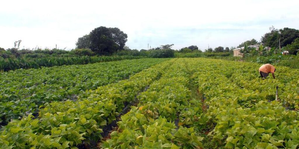 MDA lança programa de gestão para cooperativas da agricultura familiar