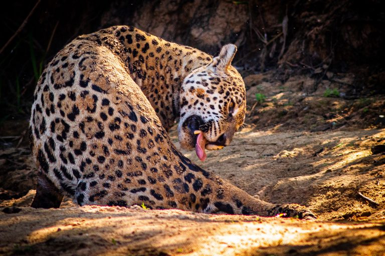 Comissão debate resolução da ONU sobre bem-estar animal e desenvolvimento sustentável – Notícias