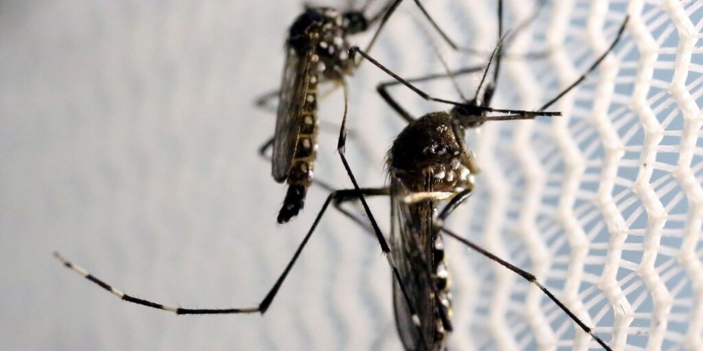 Notificações de zika vírus aumentam no país em relação a 2022