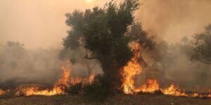 Incêndios se espalham por Grécia, Espanha e Itália