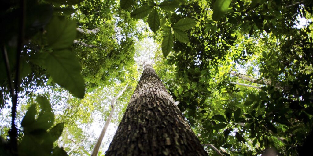 Final de competição sobre mapeamento de biodiversidade será no Brasil