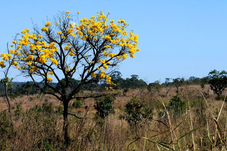 Comissão de Meio Ambiente debate plano de controle do desmatamento no Cerrado – Notícias