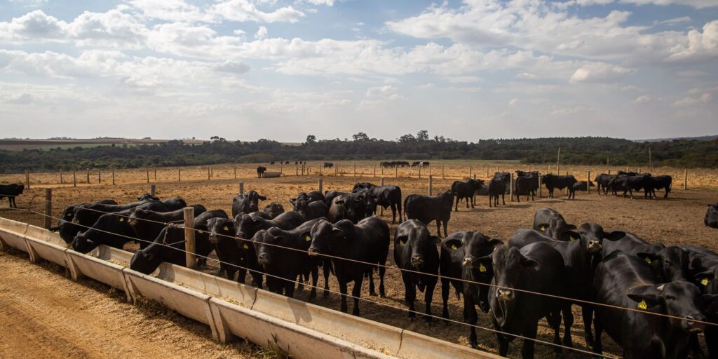 IBGE: pecuária brasileira colecionou recordes em 2022