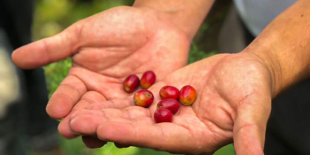 Dia Internacional do Café: grão costa-riquenho conquista turistas