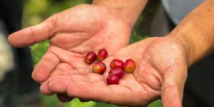 Dia Internacional do Café: grão costa-riquenho conquista turistas