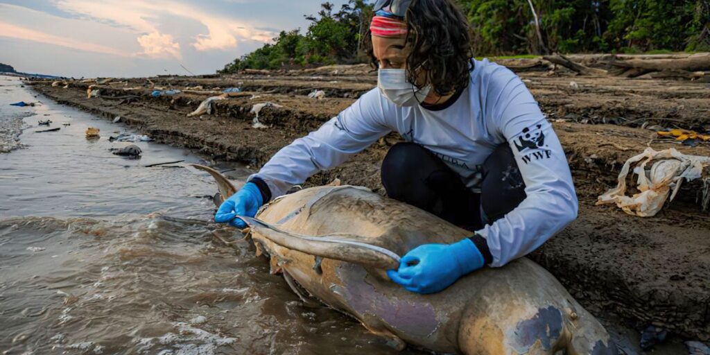 Mais duas carcaças de botos são encontradas no Lago Tefé, no Amazonas