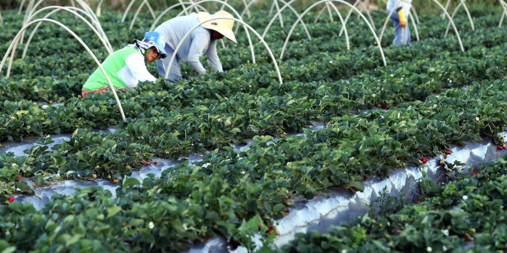 Plataforma do Desenrola renegociará dívidas de agricultores familiares