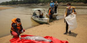 Pesquisadores encontram carcaças de 23 botos em Coari, no Amazonas