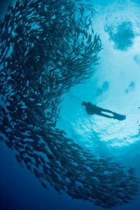 Lei concede a Arraial do Cabo (RJ) o título de Capital Nacional do Mergulho – Notícias