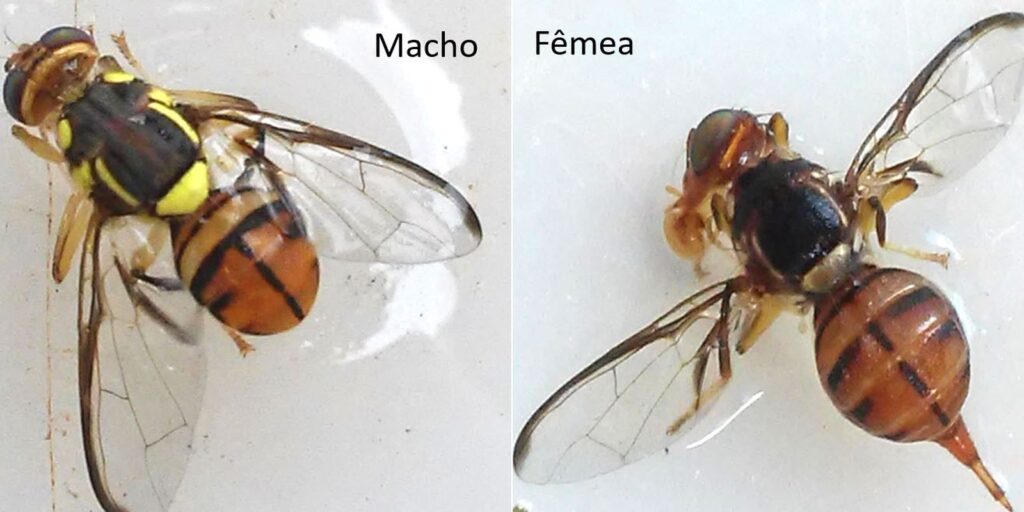 Mosca-da-carambola leva quatro estados à emergência fitossanitária