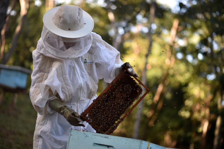 Comissão debate mortalidade de abelhas por causa do uso de agrotóxicos – Notícias