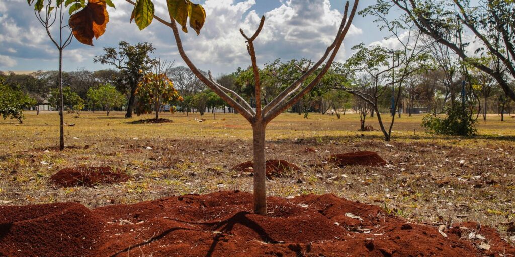 Brasil perde 16% de vegetação herbácea e arbustiva nos últimos 38 anos