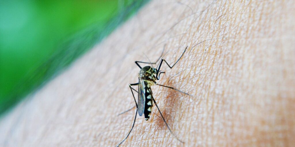 Guarulhos tem primeiro caso de morte por dengue em 2024