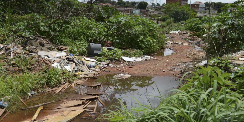 Universidade de Brasília faz pesquisas para controlar Aedes aegypti