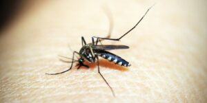 Em 17 dias, casos de dengue triplicam em São Paulo