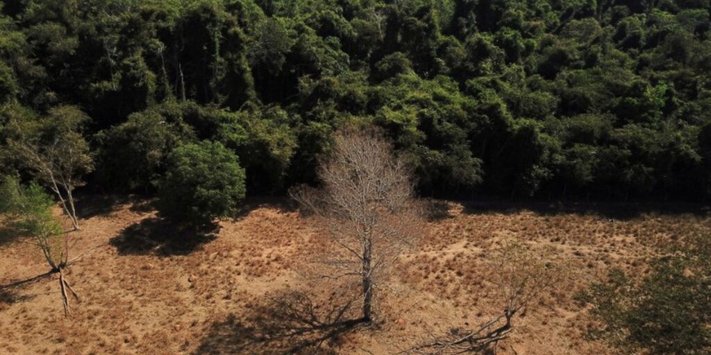 Desmatamento no Cerrado cai 48% em janeiro, mostra instituto