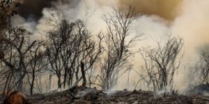 ICMBio suspeita de incêndio criminoso na Floresta Nacional de Brasília