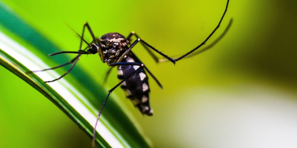 Método Wolbachia contra o Aedes mira cidades da bacia do Paraopeba