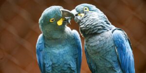 Zoo de SP mostra arara-azul-de-lear ao público pela primeira vez