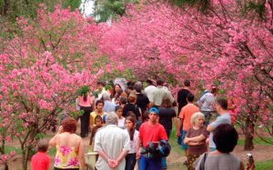 Nova lei inclui festival das cerejeiras de cidade paulista no calendário turístico nacional – Notícias