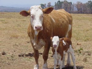 Nova lei regulamenta clonagem de animais no Brasil – Notícias