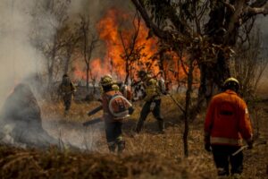 Medida provisória flexibiliza transferência de recursos para combate a incêndios florestais – Notícias