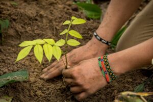 Comissão da Câmara discute a prática de restauração ecológica – Notícias