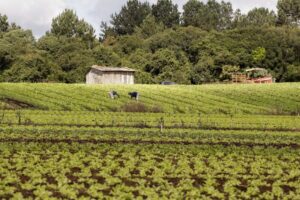 Seminário da Comissão de Legislação Participativa celebra o Dia do Extensionista Rural – Notícias