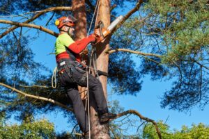 Audiência discute criação do dia do arborista – Notícias