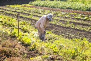 Governo sanciona crédito de R$ 1,97 bilhão para recuperação do setor agropecuário gaúcho – Notícias