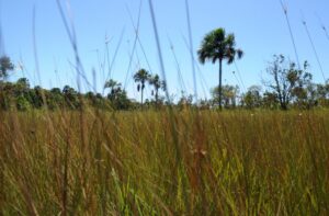 Mateiros, em Tocantins, é a Capital Nacional do Capim Dourado – Notícias