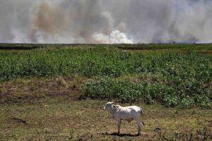 Desmatamento em Mato Grosso