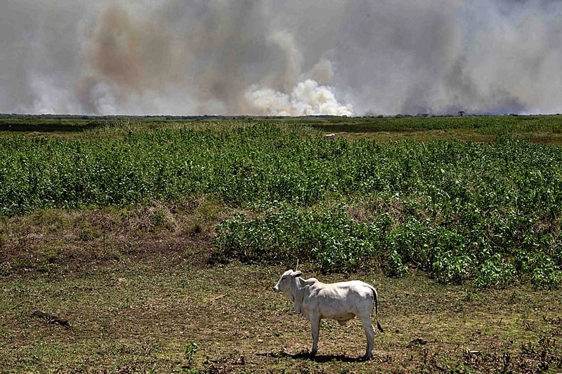 Desmatamento em Mato Grosso