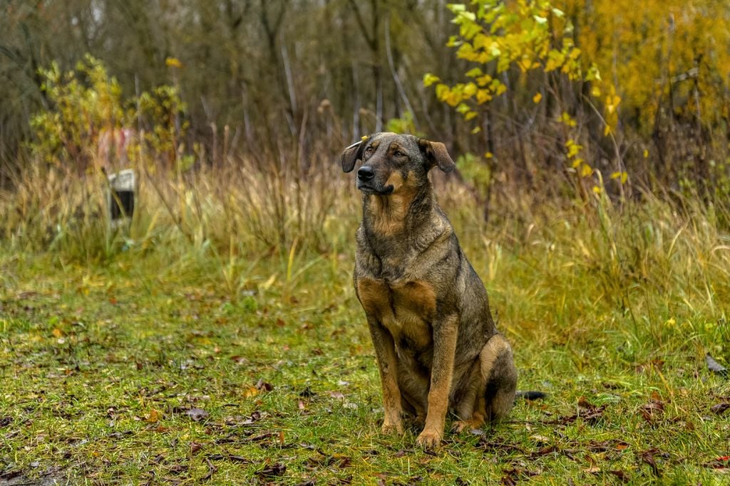 Cães de Chernobyl